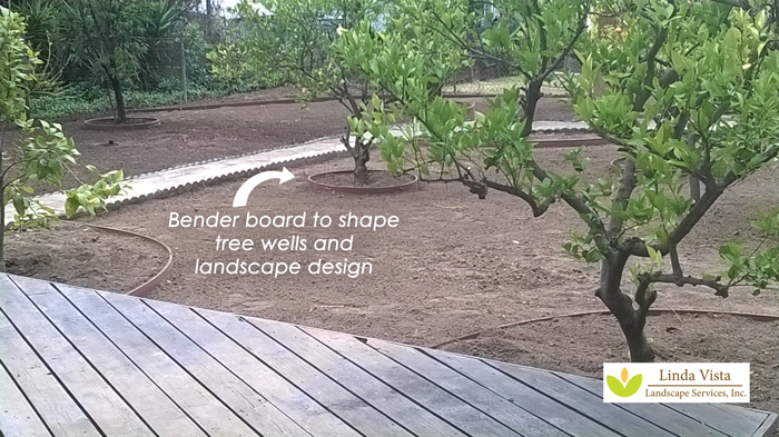 Before After Renovated California Backyard Orchard Linda Vista Landscape Services Inc