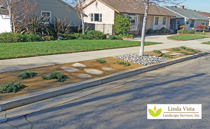 Drought Tolerant Parkway Transformation